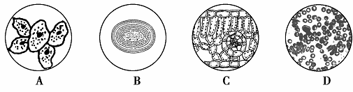 8．下图是显微镜下观察到的几种细胞或组织图像，图中能表示生命系统个体层次的是（）答案：B