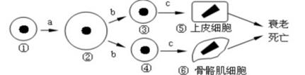 下图为人体某个细胞所经历的生长发育各个阶段示意图，图中①～⑥为各个时期的细胞，a～c表示细胞所进行的生理...