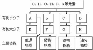 30．(每空1分,共11分）如图所示：分析细胞内4种重要有机物的组成及功能，回答下列问题：（1）A一般是...