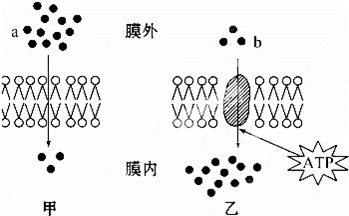 如图所示小肠绒毛上皮细胞中的细胞膜对不同物质的转运（每种转运的方向由箭头表明，黑点的数量代表每种物质的浓...