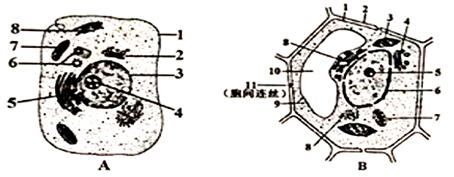 请据图回答下列问题：（1）图A是        （填“植物”或“动物”）细胞，判断的依据是       ...
