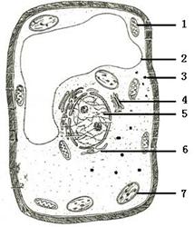37．（5分）下图是高等植物细胞亚显微结构示意图，据图回答：（［  ］填写标号，_______填写结构名...