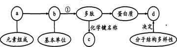 下图是有关蛋白质分子的简要概念图，对图示分析正确的是 (   )A．a肯定含有P元素          ...