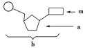 由1分子磷酸、1分子碱基和1分子化合物a构成了化合物b，如图所示，下列叙述正确的是A．若m为腺嘌呤，则b...