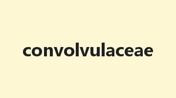 convolvulaceae