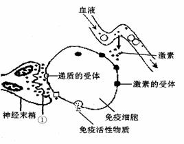 下图表示神经、免疫和内分泌三大系统相互作用的部分示意图，据图回答：（1）从反射弧的组成分析，图示的神经末...