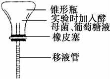 如图是某同学为了研究酵母菌的无氧呼吸所制作的一个实验装置．开始时在洁净的锥形瓶中装满质量分数为2%的葡萄...