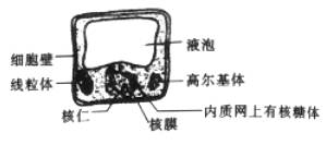 关于下图细胞的叙述，正确的是A.此细胞为低等植物细胞  B.此细胞为原核细胞  C.此细胞能进行呼吸作用...