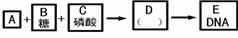 对下图的有关叙述中，正确的是A．A表示的碱基有5种    B．B表示的是核糖C．E一般是单链      ...