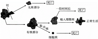 用一根玻璃针，将一个变形虫切成两半，有核的一半能继续生活，无核的一半死亡．如果将一个变形虫的核取出，无核...