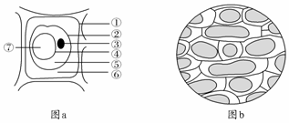 成熟的植物细胞在较高浓度的外界溶液中，会发生质壁分离现象，下图a是发生质壁分离的植物细胞，图b是显微镜下...