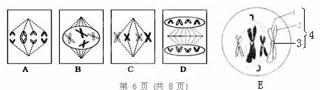  下图为体细胞有丝分裂的示意图，请据图回答。（1）图ABCD作为一个细胞周期还缺少处于         ...