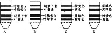 下图为某同学对植物叶绿体中色素分离的结果，其中所标记的色素名称或颜色正确的是（  ）          ...